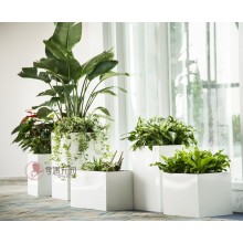 專注室內(nèi)綠植服務(wù)8年，綠植租賃，免費(fèi)養(yǎng)護(hù)，一站式商務(wù)空間